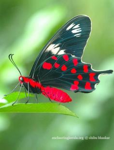 
                    
                        Crimson Rose is a large swallowtail butterfly found in India and Sri Lanka and possibly the coast of western Myanmar.
                    
                