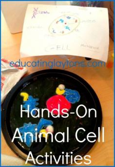 
                        
                            Hands-On Animal Cell Activities #science #anatomy
                        
                    