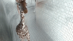 The giraffe who just wanted to stop by and say hello. | 61 Images Of Animals That Are Guaranteed To Make You Smile