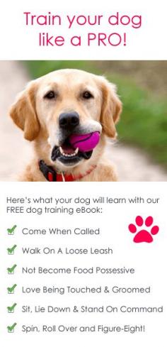 
                    
                        Puppy Training Tips. Find local dog trainers at [EducatorHub.com]
                    
                