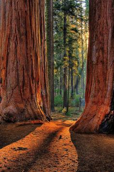 
                    
                        I really wanna go here!!! ~~Sequoia Road | Sequoia National Park, near Visalia, California by LarryGerbrandt~~
                    
                