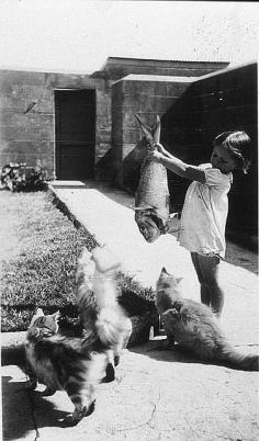 
                    
                        Cats' food didn't come out of a can and it was nothing but the best fish - Pt Perpendicular, c 1936 / by Mrs Tulk
                    
                