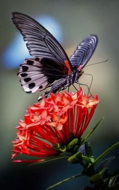 
                        
                            Butterfly Feeding on Flowers
                        
                    