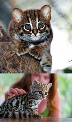 baby ocelot♥