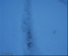 Ferret Burrows Through The Snow Like A Plow