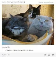 21 Times Tumblr Told The Truth About Cats These are THE BEST!