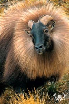 
                    
                        HimalayanTahr - Goat
                    
                