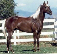 
                    
                        “Son Of A Cinnamon” a yearling American Quarter Horse colt…
                    
                