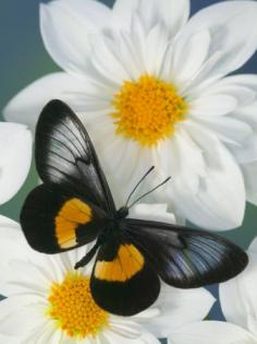 
                    
                        Miyana Meyeri Butterfly on Flowers
                    
                