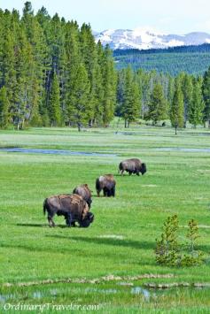 Tips for hiking and camping at Yellowstone National Park ordinarytraveler....