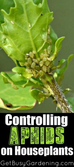 
                    
                        This is about the time when houseplant pests start to rear their ugly heads. Keep an eye out for aphids, they like to cluster and feed on new growth and flower buds of a plant. Learn about Controlling Aphids on Houseplants | GetBusyGardening.com
                    
                
