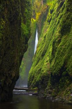 
                    
                        Oneonta Gorge Oregon, I hiked this when I was in high school, it was like a dreamland of green. I wish I could do it again!
                    
                