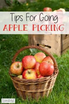 
                        
                            Tips for going apple picking this fall.
                        
                    