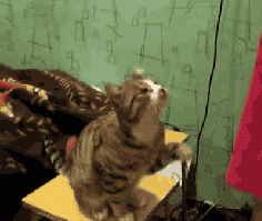 The 15 Funniest Cat GIFs Of The Summer