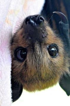 
                    
                        Bat face! Soooooooooo cute.
                    
                