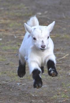 
                    
                        Pygmy Goat
                    
                