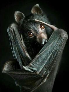 
                    
                        Most species of flying foxes are Endangered - many Critically Endangered. They are threatened by hunting and habitat destruction.
                    
                