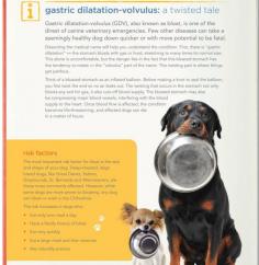 
                    
                        Is Your Dog At Risk For Bloat? 5 Signs To Watch Out For
                    
                