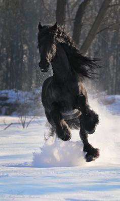 The Friesian (also Frisian) is a horse breed originating in Friesland, Netherlands.
