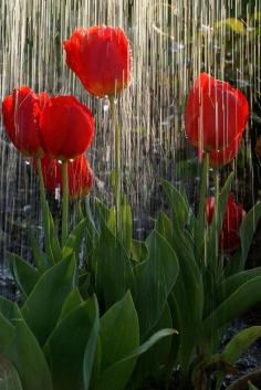 
                        
                            Rain: Downpour on tulips
                        
                    