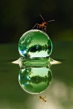 Ant & World by teguh santosa