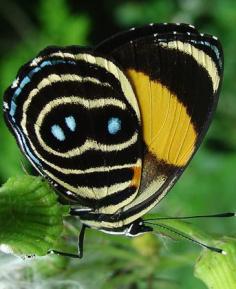 
                    
                        ~~Tolima Eighty-eight Butterfly (Callicore tolima) | Fermiza, Guatemala (near Honduran border) by Kim Garwood~~
                    
                