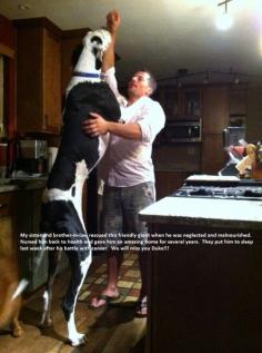 
                    
                        Great Danes >>>>
                    
                