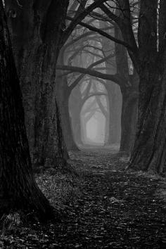 
                    
                        Dark forest
                    
                