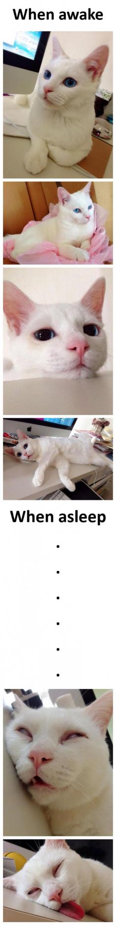 
                    
                        When a gorgeous cat sleeps... BAHAHAHA! So cute though!
                    
                