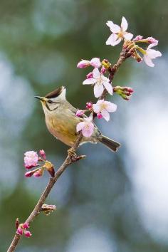 
                        
                            taiwan yuhina (photo by chong lip mun)
                        
                    