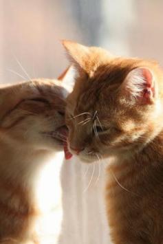 
                        
                            KISS YOU MY KITTY !!!
                        
                    