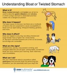 
                    
                        Understanding Bloat or Twisted Stomach
                    
                