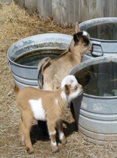 
                    
                        Baby Goats
                    
                