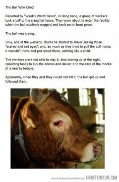 
                    
                        The Bull Who Cried… if only people realized that every animal should not be taken to saluter houses, and they they shouldn't' have to cry to convince them
                    
                
