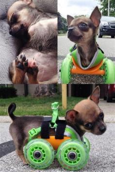 
                    
                        Turbo-Roo, a chihuahua born without front legs, was given up by his owners who were unable to care for him. However he was soon adopted and has now been fitted with a 3D printed body harness and a set of wheels
                    
                