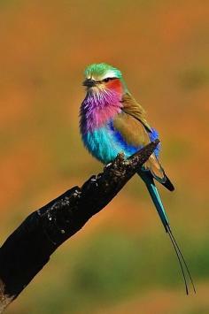 
                    
                        Lilac-breasted Roller
                    
                