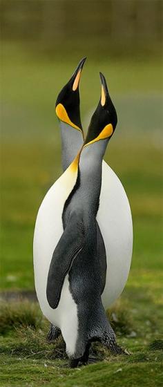 
                    
                        Penguins
                    
                
