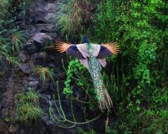 
                    
                        Peacock in flight
                    
                