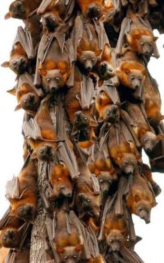 
                    
                        Little Red Flying Foxes. TheWildAnimalStor...
                    
                