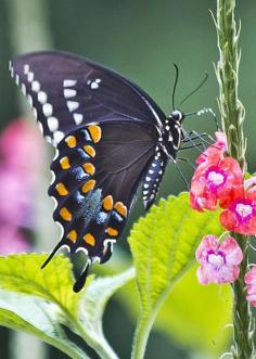 
                    
                        Black Swallowtail by Scott Strosahl
                    
                