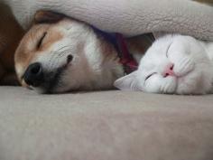 
                    
                        Sleeping buddies
                    
                