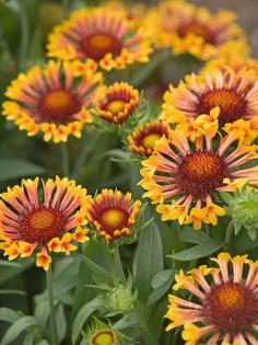 7 Perennials That Will Bloom Multiple Times This Summer