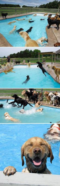 
                    
                        Doggy pool party just might be the happiest thing in the world
                    
                