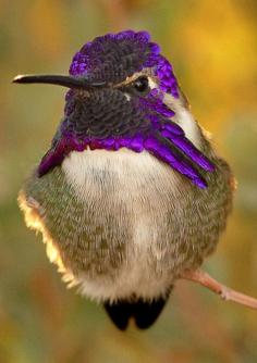 
                    
                        Hummingbird beauty
                    
                