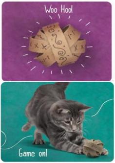 
                    
                        Top 10 Fun DIY Cat Toys
                    
                