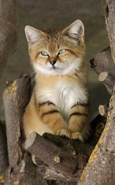 
                        
                            The desert cat aka sand cat, sand dune cat, (Felis margarita) is the only cat living foremost in true deserts.
                        
                    