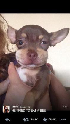 This puppy who ate his last bee. | 37 Animals Who Failed So Spectacularly They Almost Won