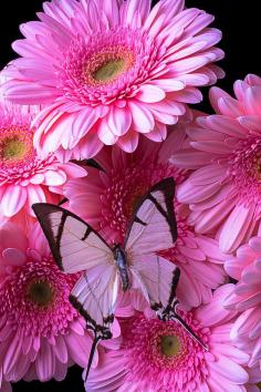 
                    
                        Butterfly On Pink Gerbera Daisies
                    
                