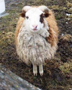 
                    
                        Shetland yearling ram - 'Astin Martin'
                    
                