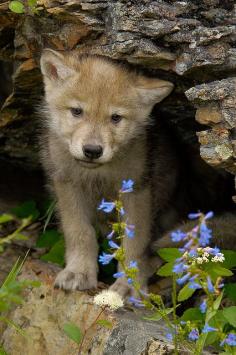 
                    
                        wolf cub
                    
                